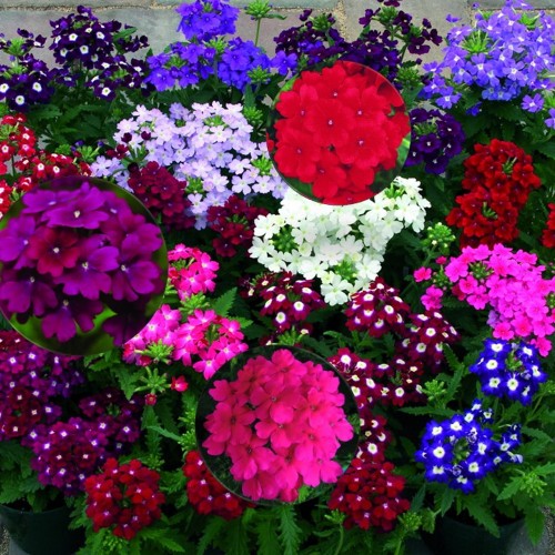 Verbena hybrida 'Verino® Early' mix - Aed-raudürt 'Verino® Early' mix P9/0,55L
